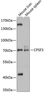 CPSF3 Antibody in Western Blot (WB)