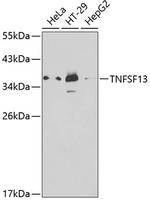 APRIL Antibody in Western Blot (WB)