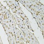 Annexin A2 Antibody in Immunohistochemistry (Paraffin) (IHC (P))