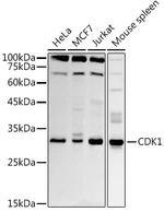 CDK1 Antibody in Western Blot (WB)