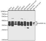 hnRNP A1 Antibody in Western Blot (WB)