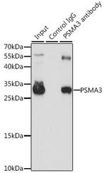 PSMA3 Antibody in Immunoprecipitation (IP)