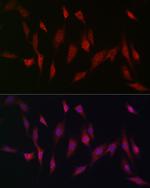 MSRA Antibody in Immunocytochemistry (ICC/IF)