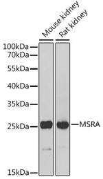 MSRA Antibody in Western Blot (WB)