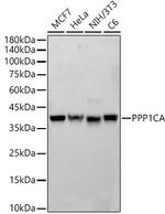 PP1 alpha Antibody in Western Blot (WB)