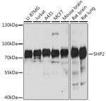 SHP2 Antibody in Western Blot (WB)