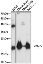 VAMP2 Antibody in Western Blot (WB)