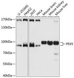 PEX5 Antibody in Western Blot (WB)