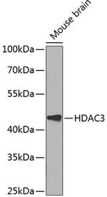 HDAC3 Antibody in Western Blot (WB)