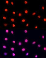 PRP19 Antibody in Immunocytochemistry (ICC/IF)