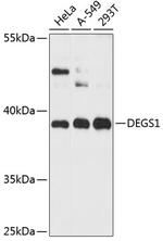 DEGS1 Antibody in Western Blot (WB)