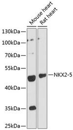 Nkx2.5 Antibody in Western Blot (WB)