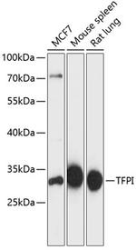 TFPI Antibody in Western Blot (WB)