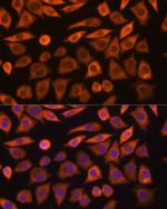 GUCY1A3 Antibody in Immunocytochemistry (ICC/IF)