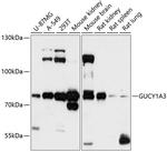 GUCY1A3 Antibody in Western Blot (WB)