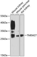 TMEM27 Antibody in Western Blot (WB)