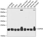 COPS8 Antibody in Western Blot (WB)