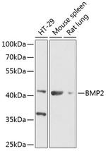 BMP-2 Antibody in Western Blot (WB)