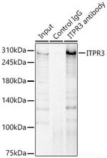 ITPR3 Antibody in Immunoprecipitation (IP)