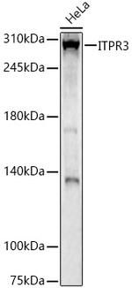 ITPR3 Antibody in Western Blot (WB)