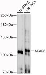 AKAP6 Antibody in Western Blot (WB)