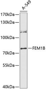 F1A alpha Antibody in Western Blot (WB)