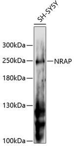 NRAP Antibody in Western Blot (WB)