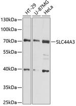 SLC44A3 Antibody in Western Blot (WB)