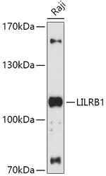 CD85j (ILT2) Antibody in Western Blot (WB)