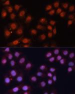 CDK11B Antibody in Immunocytochemistry (ICC/IF)