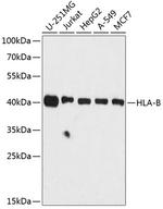 HLA-B Antibody in Western Blot (WB)