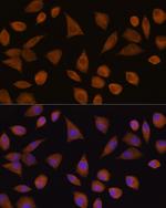 CRYZ Antibody in Immunocytochemistry (ICC/IF)