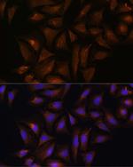 CRYZ Antibody in Immunocytochemistry (ICC/IF)