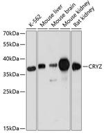 CRYZ Antibody in Western Blot (WB)