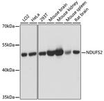 NDUFS2 Antibody in Western Blot (WB)