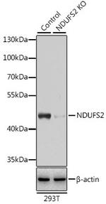 NDUFS2 Antibody in Western Blot (WB)