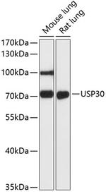 USP30 Antibody in Western Blot (WB)