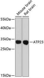 XRCC6BP1 Antibody in Western Blot (WB)