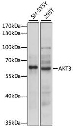 AKT3 Antibody in Western Blot (WB)