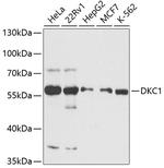 DKC1 Antibody in Western Blot (WB)