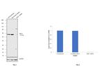 DKC1 Antibody in Western Blot (WB)