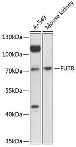 FUT8 Antibody in Western Blot (WB)