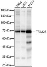 TRIM25 Antibody in Western Blot (WB)