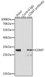 COMT Antibody in Immunoprecipitation (IP)