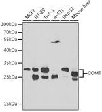 COMT Antibody in Western Blot (WB)