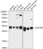 HSD17B8 Antibody in Western Blot (WB)