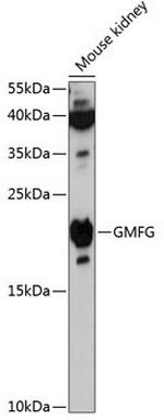 GMFG Antibody in Western Blot (WB)