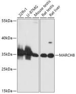 MARCH8 Antibody in Western Blot (WB)