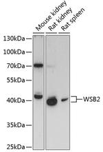 WSB2 Antibody in Western Blot (WB)