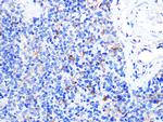 CD154 (CD40 Ligand) Antibody in Immunohistochemistry (Paraffin) (IHC (P))